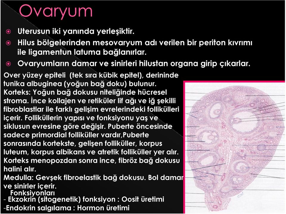 İnce kollajen ve retiküler lif ağı ve iğ şekilli fibroblastlar ile farklı gelişim evrelerindeki follikülleri içerir. Folliküllerin yapısı ve fonksiyonu yaş ve siklusun evresine göre değişir.