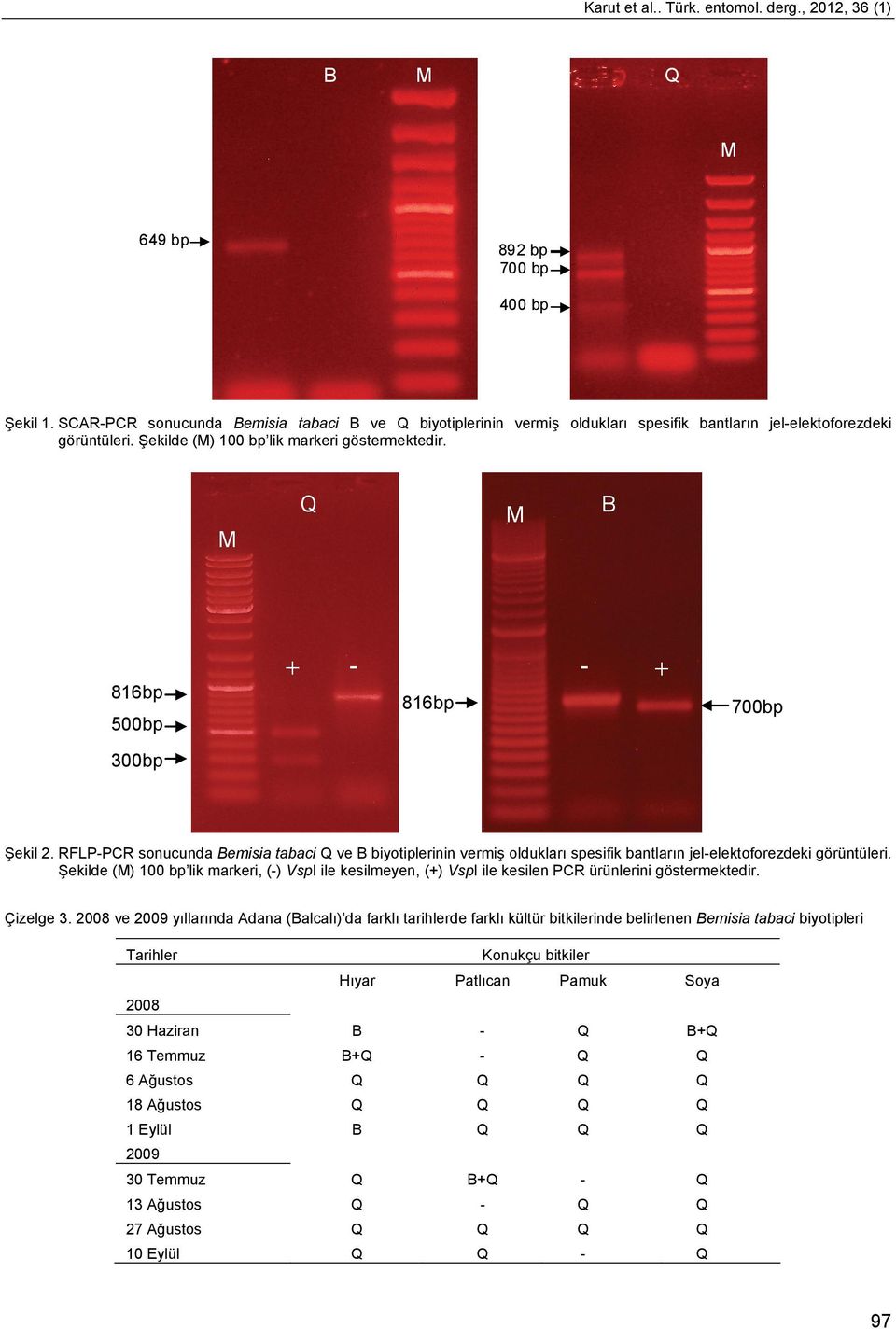 M Q M B 816bp 500bp + - - 816bp + 700bp 300bp Şekil 2. RFLP-PCR sonucunda Bemisia tabaci Q ve B biyotiplerinin vermiş oldukları spesifik bantların jel-elektoforezdeki görüntüleri.