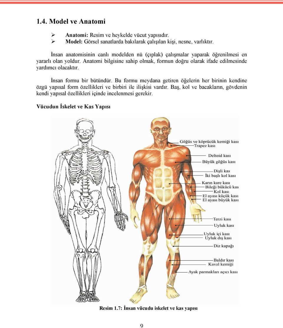 Anatomi bilgisine sahip olmak, formun doğru olarak ifade edilmesinde yardımcı olacaktır. İnsan formu bir bütündür.