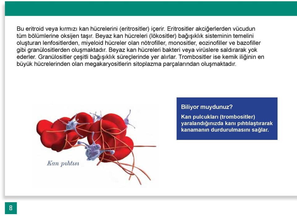 granülositlerden oluşmaktadır. Beyaz kan hücreleri bakteri veya virüslere saldırarak yok ederler. Granülositler çeşitli bağışıklık süreçlerinde yer alırlar.