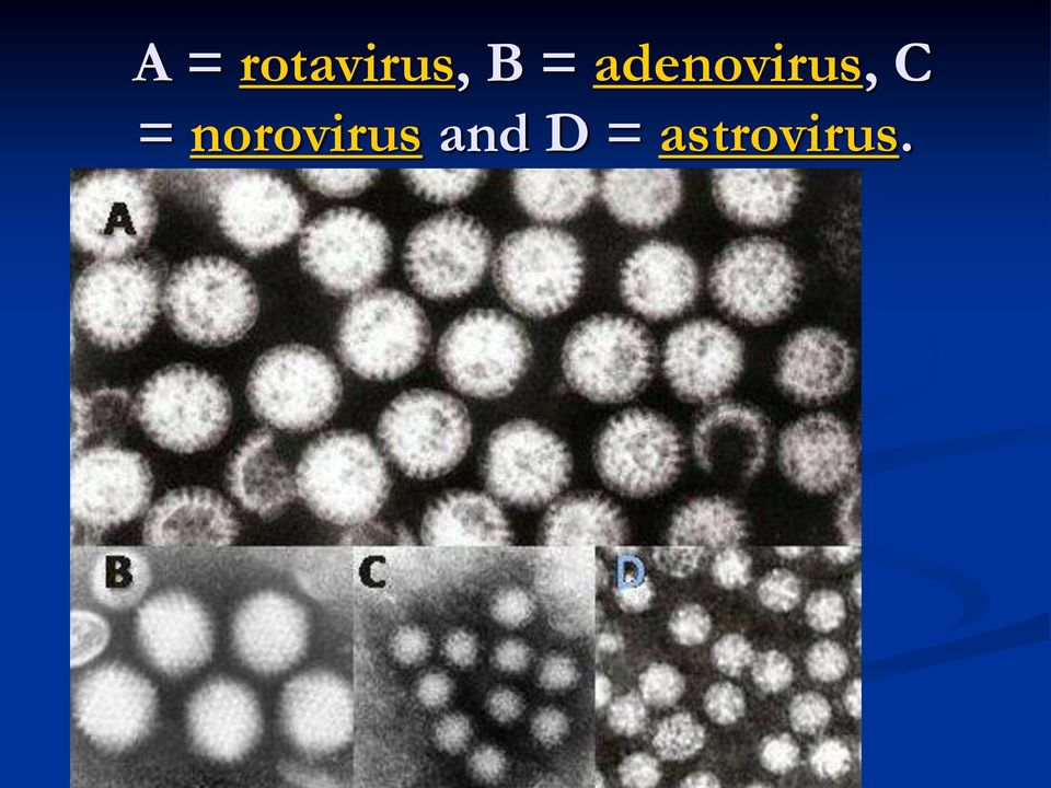C = norovirus