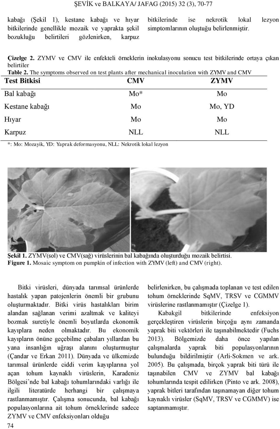 The symptoms observed on test plants after mechanical inoculation with ZYMV and CMV Test Bitkisi CMV ZYMV Bal kabağı Mo* Mo Kestane kabağı Mo Mo, YD Hıyar Mo Mo Karpuz NLL NLL *: Mo: Mozayik, YD: