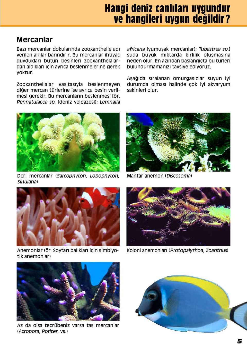 Zooxanthellalar vasıtasıyla beslenmeyen diappleer mercan türlerine ise ayrıca besin verilmesi gerekir. Bu mercanların beslenmesi [ör. Pennatulacea sp.