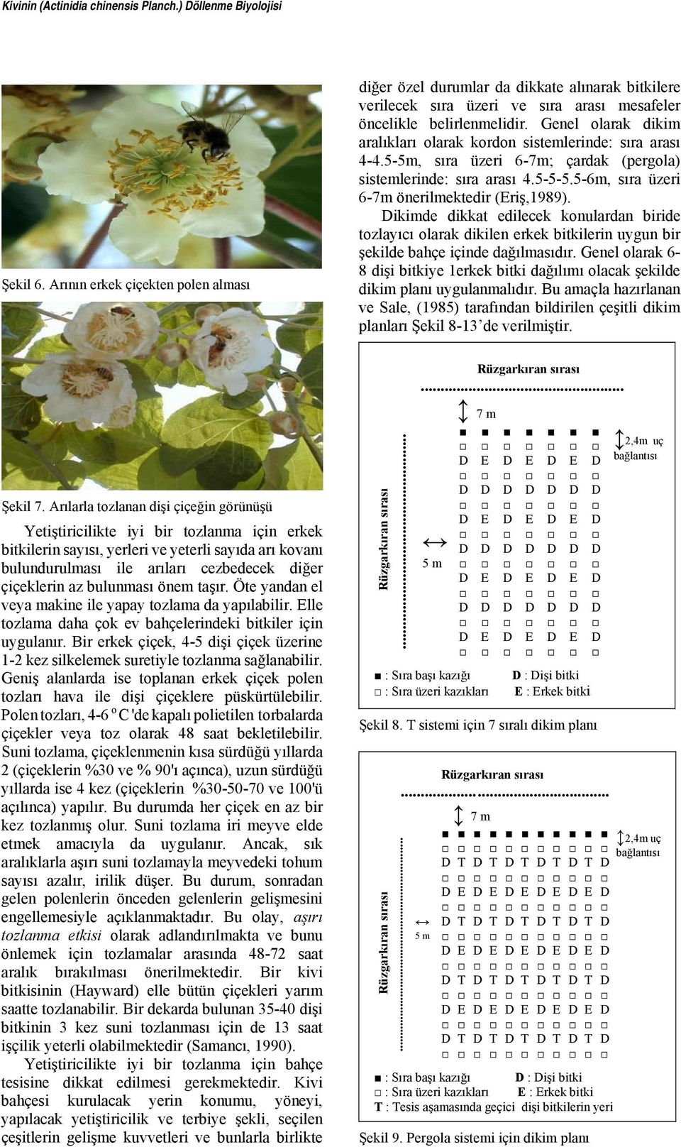 Genel olarak dikim aralıkları olarak kordon sistemlerinde: sıra arası 4-4.5-5m, sıra üzeri 6-7m; çardak (pergola) sistemlerinde: sıra arası 4.5-5-5.5-6m, sıra üzeri 6-7m önerilmektedir (Eriş,1989).