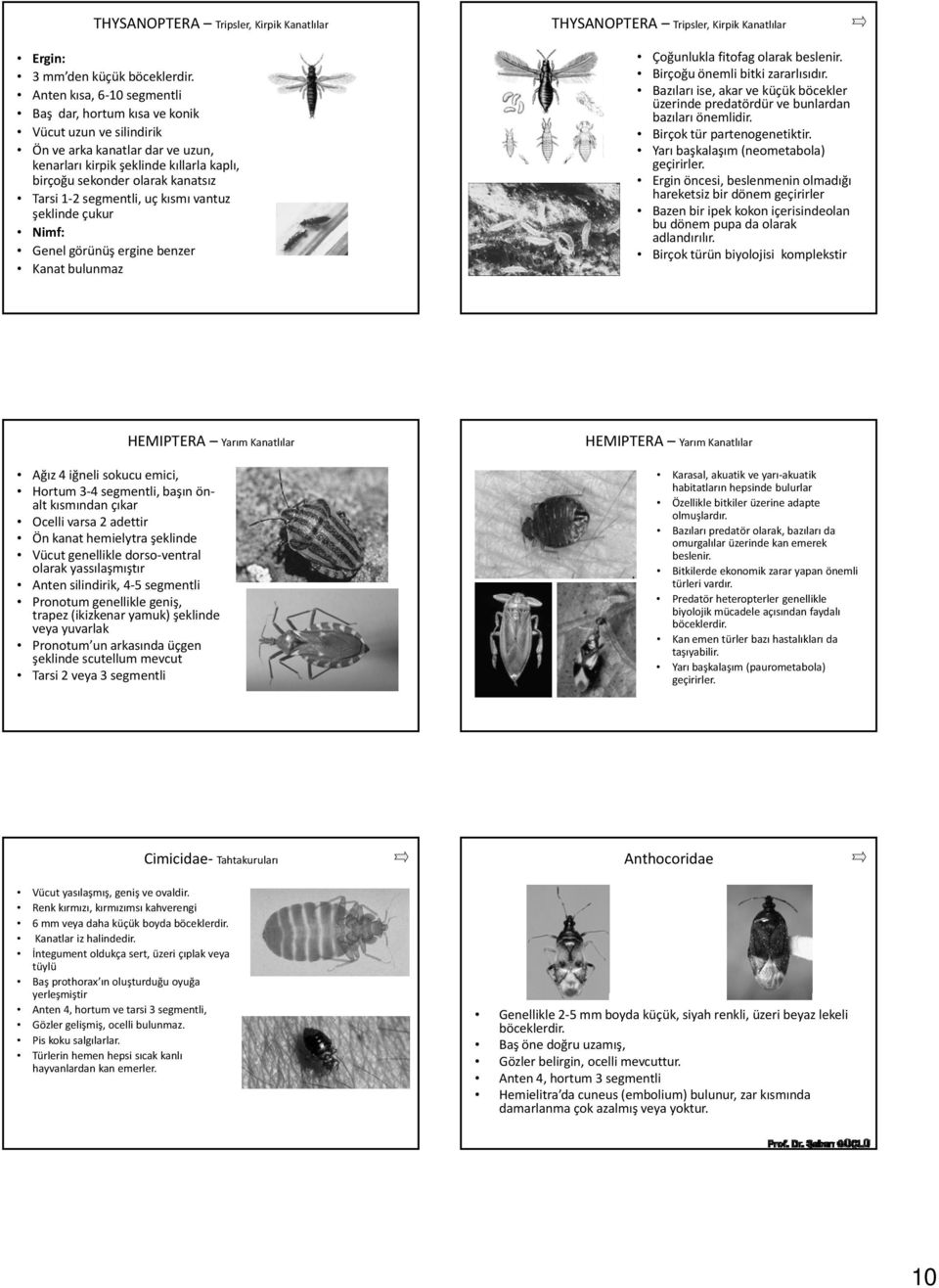 segmentli, uç kısmı vantuz şeklinde çukur Nimf: Genel görünüş ergine benzer Kanat bulunmaz THYSANOPTERA Tripsler, Kirpik Kanatlılar Çoğunlukla fitofag olarak beslenir.