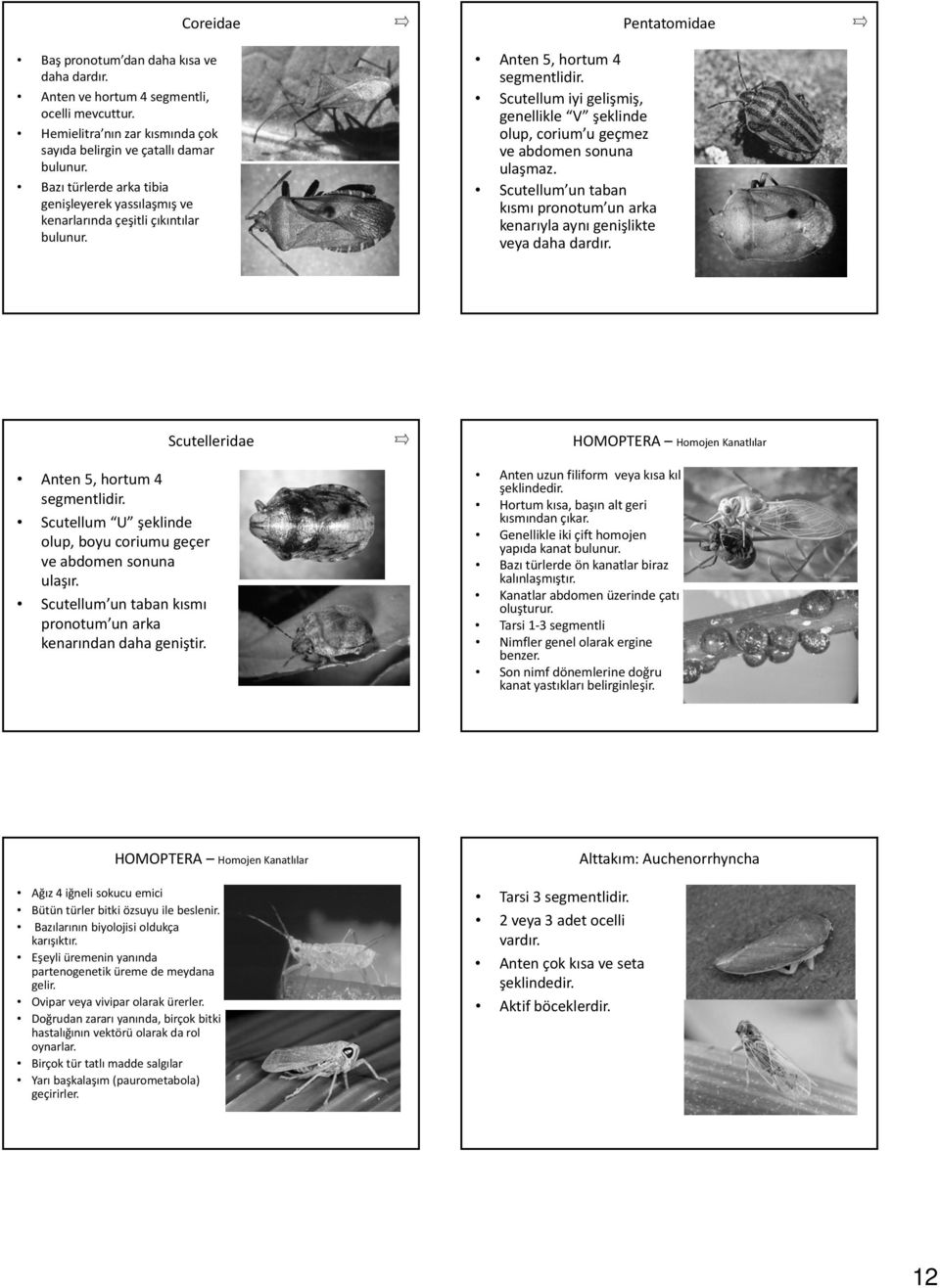 Scutellum iyi gelişmiş, genellikle V şeklinde olup, corium u geçmez ve abdomen sonuna ulaşmaz. Scutellum un taban kısmı pronotum un arka kenarıyla aynı genişlikte veya daha dardır.