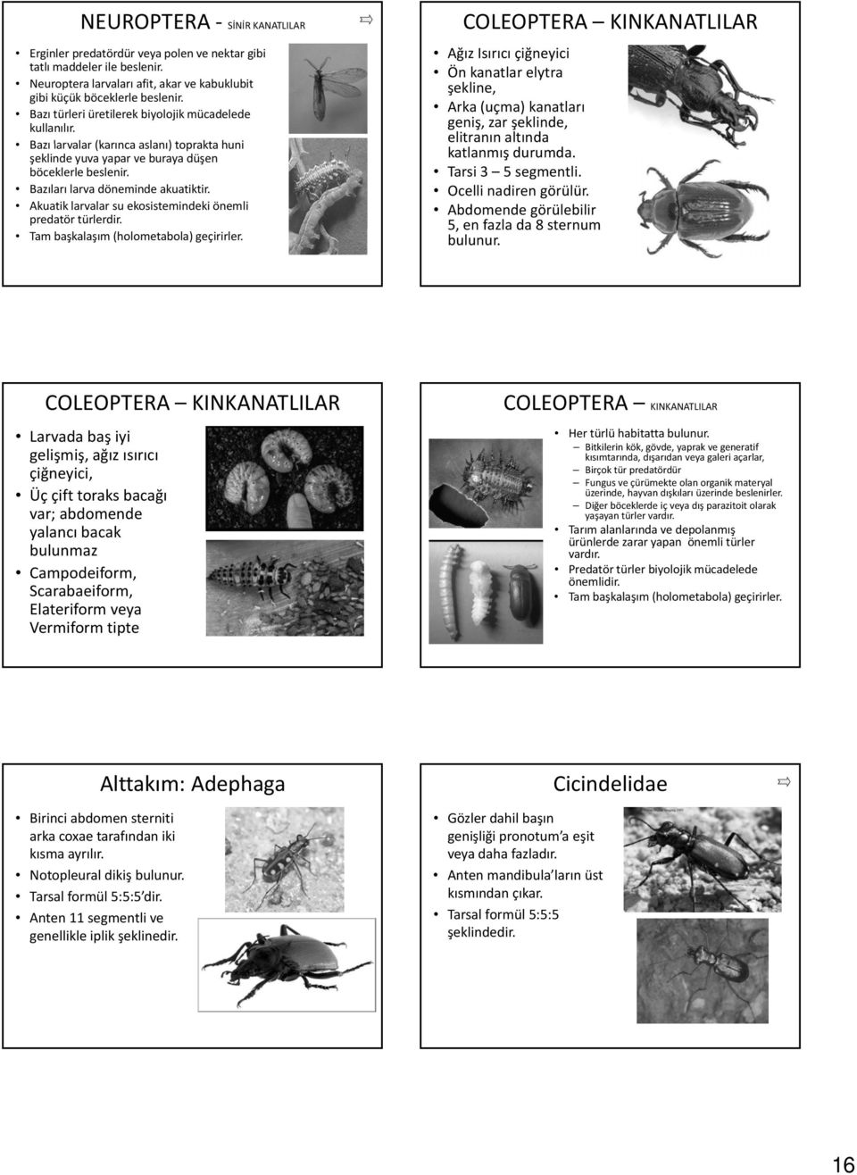 Akuatik larvalar su ekosistemindeki önemli predatör türlerdir. Tam başkalaşım (holometabola) geçirirler.