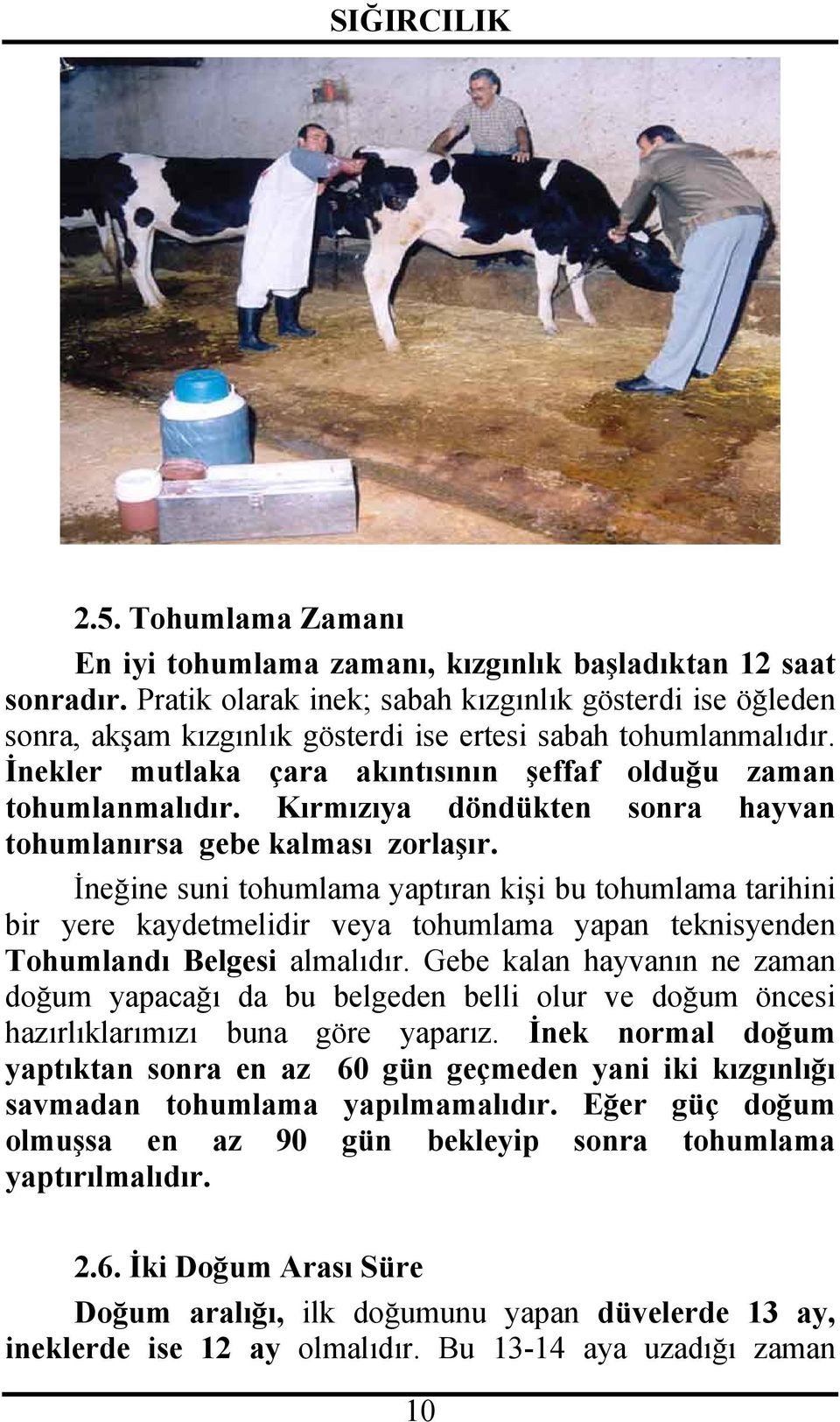 Kırmızıya döndükten sonra hayvan tohumlanırsa gebe kalması zorlaşır.