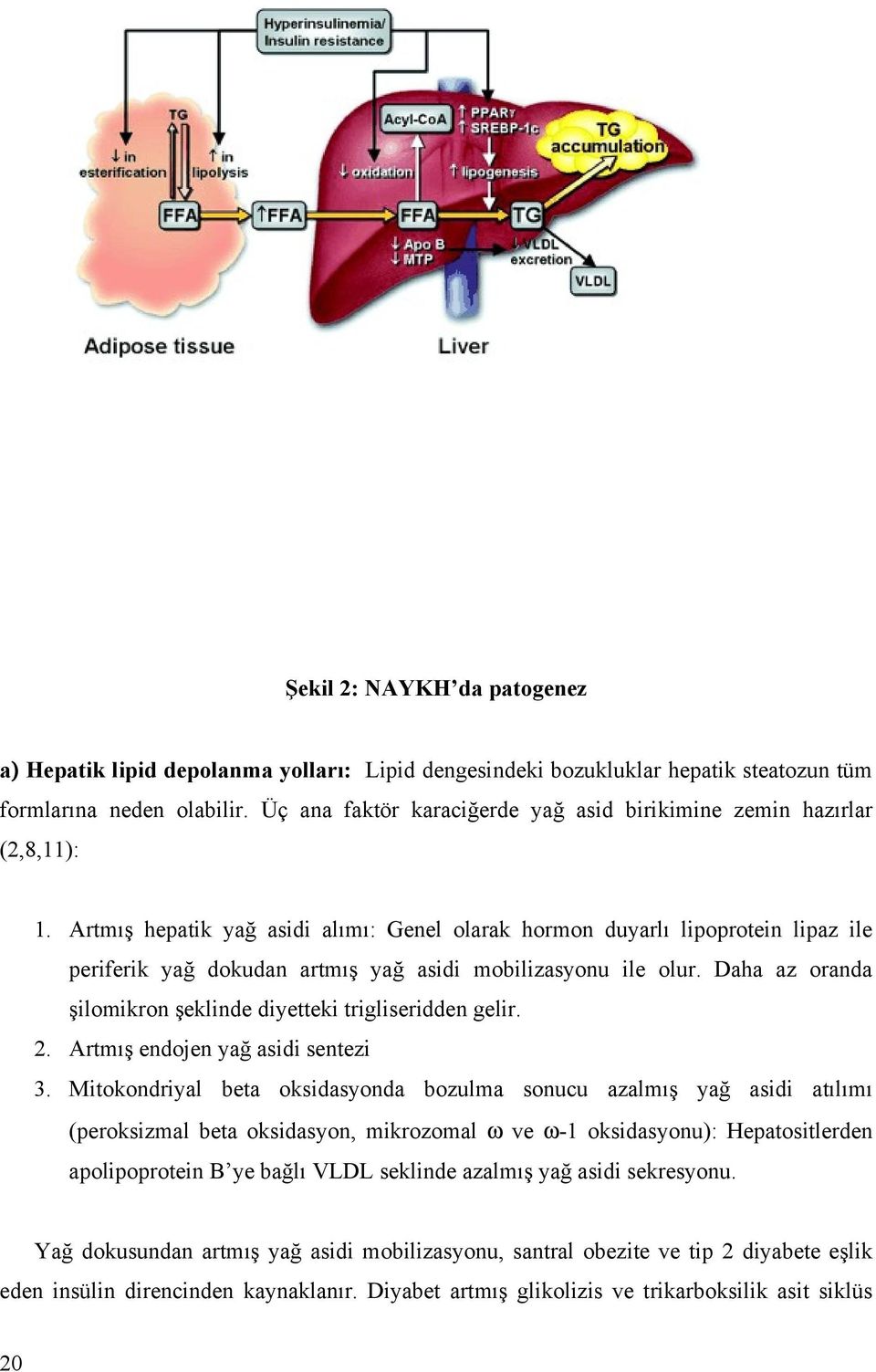 Artmış hepatik yağ asidi alımı: Genel olarak hormon duyarlı lipoprotein lipaz ile periferik yağ dokudan artmış yağ asidi mobilizasyonu ile olur.