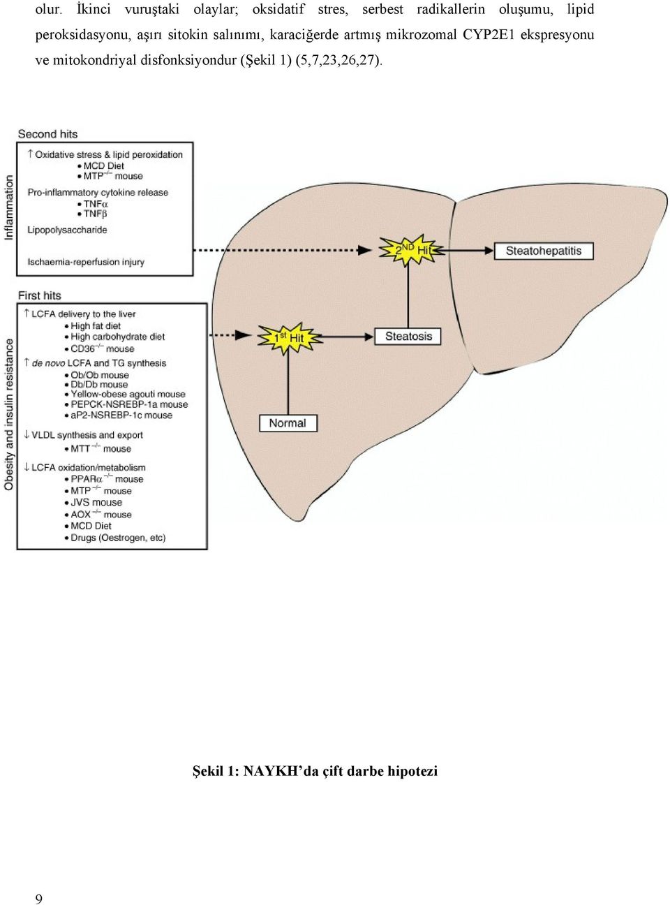 karaciğerde artmış mikrozomal CYP2E1 ekspresyonu ve mitokondriyal