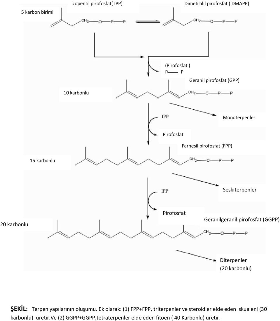 Geranilgeranil pirofosfat (GGPP) Diterpenler (20 karbonlu) ŞEKİL: Terpen yapılarının oluşumu.