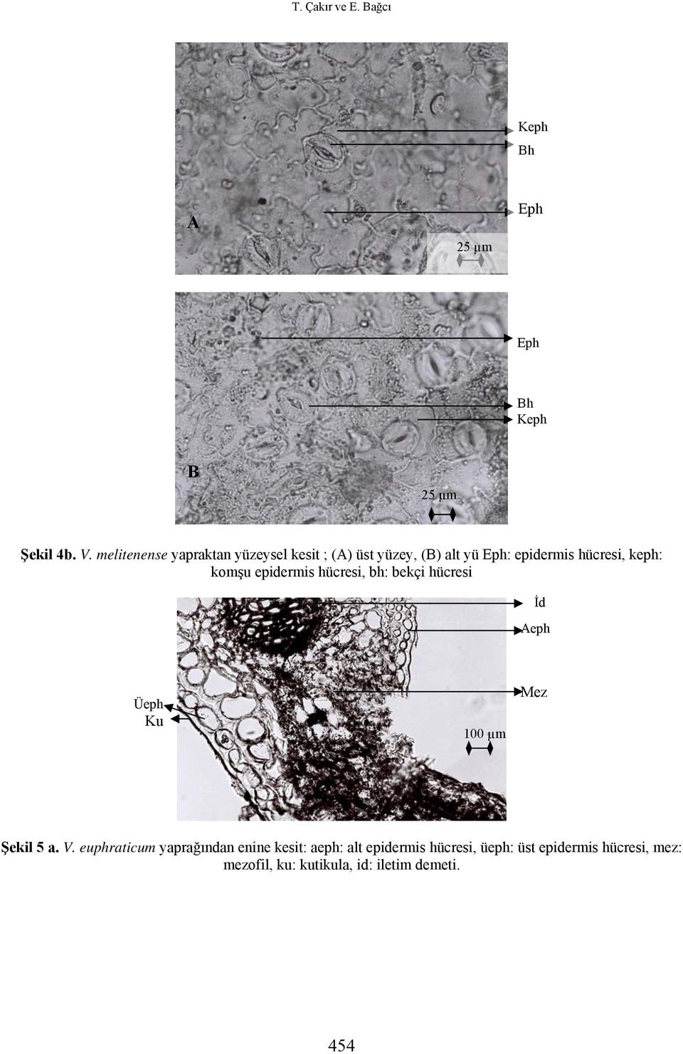 komşu epidermis hücresi, bh: bekçi hücresi İd Aeph Üeph Ku 100 µm Mez Şekil 5 a. V.