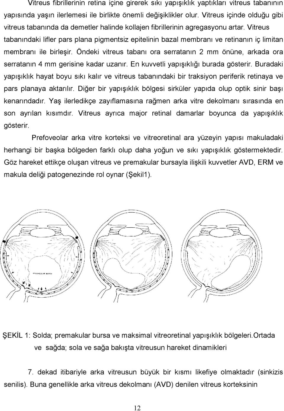 Vitreus tabanındaki lifler pars plana pigmentsiz epitelinin bazal membranı ve retinanın iç limitan membranı ile birleşir.