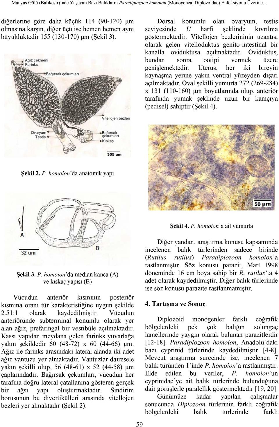 Vitellojen bezlerininin uzantısı olarak gelen vitelloduktus genito-intestinal bir kanalla oviduktusa açılmaktadır. Oviduktus, bundan sonra ootipi vermek üzere genişlemektedir.