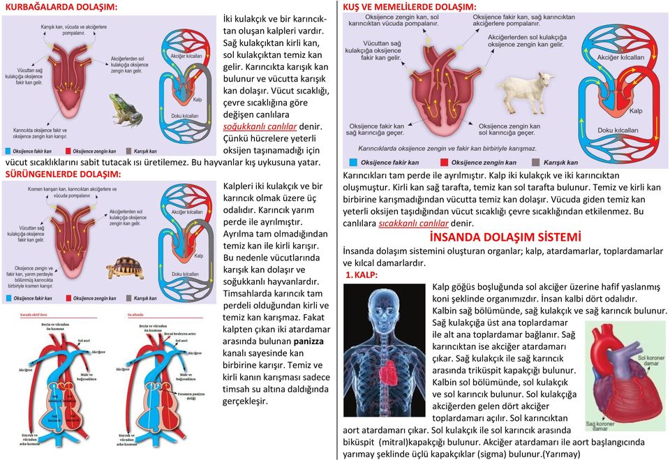 Bu hayvanlar kış uykusuna yatar. SÜRÜNGENLERDE DOLAŞIM: Kalpleri iki kulakçık ve bir karıncık olmak üzere üç odalıdır. Karıncık yarım perde ile ayrılmıştır.