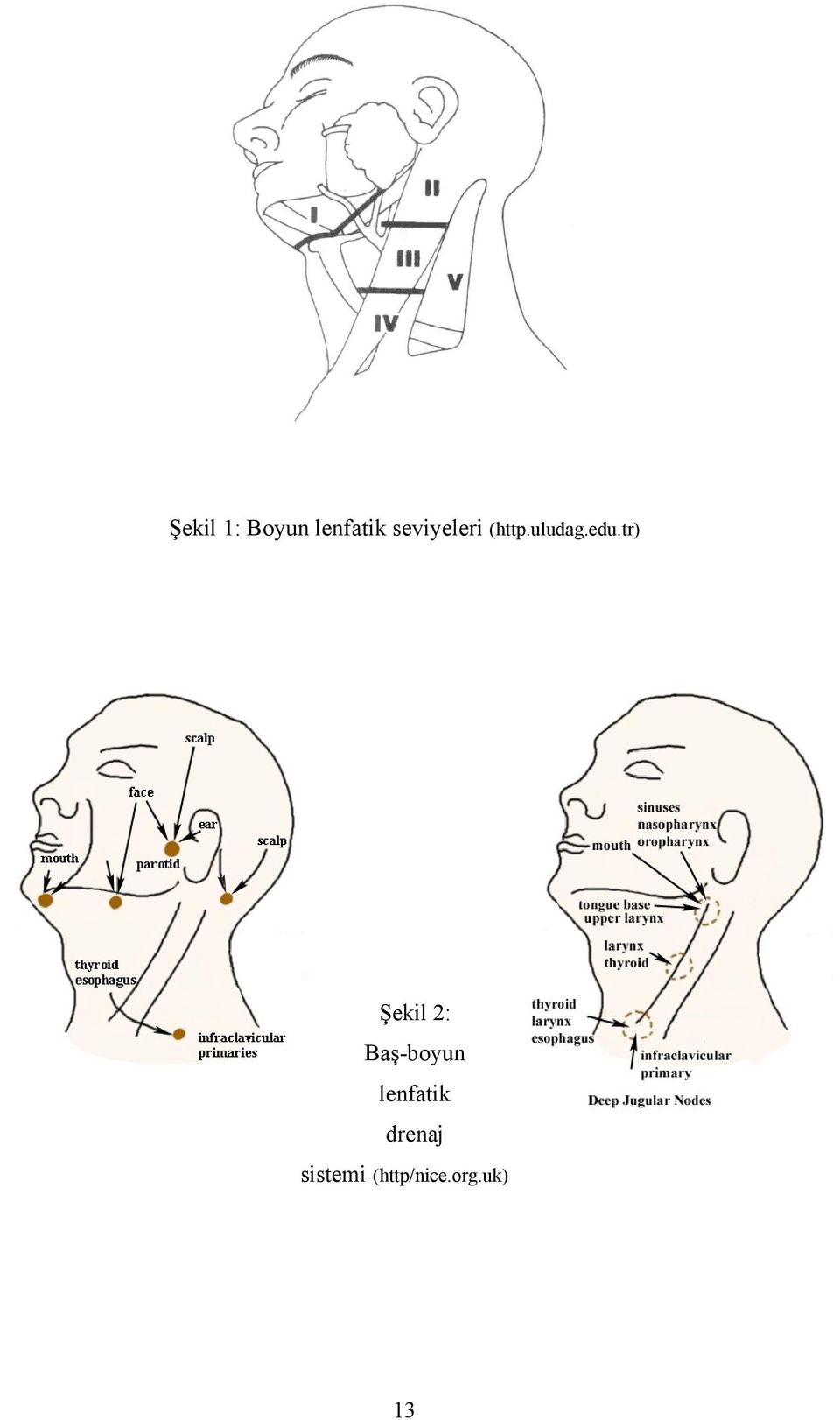 tr) Şekil 2: Baş-boyun