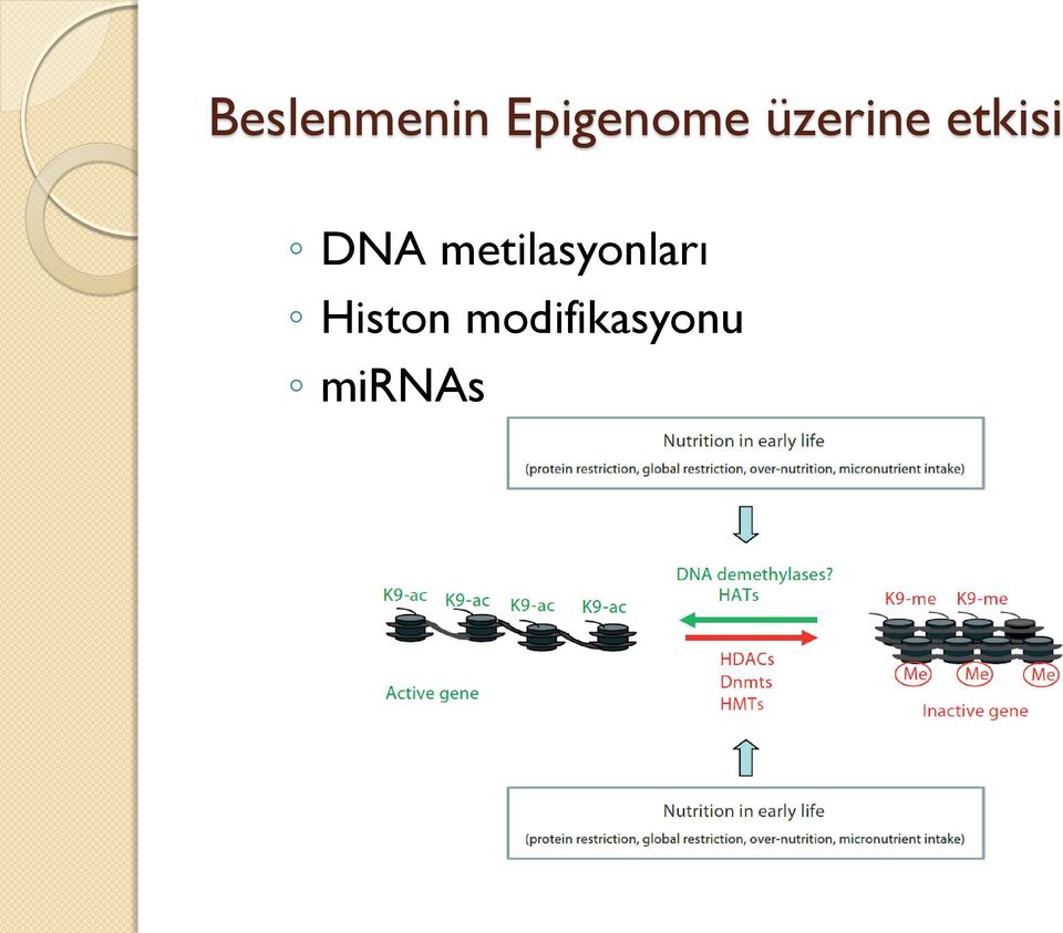 etkisi DNA