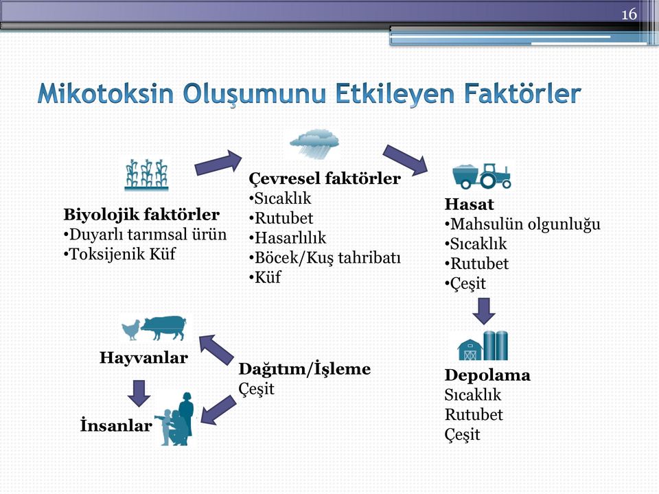 tahribatı Küf Hasat Mahsulün olgunluğu Sıcaklık Rutubet Çeşit