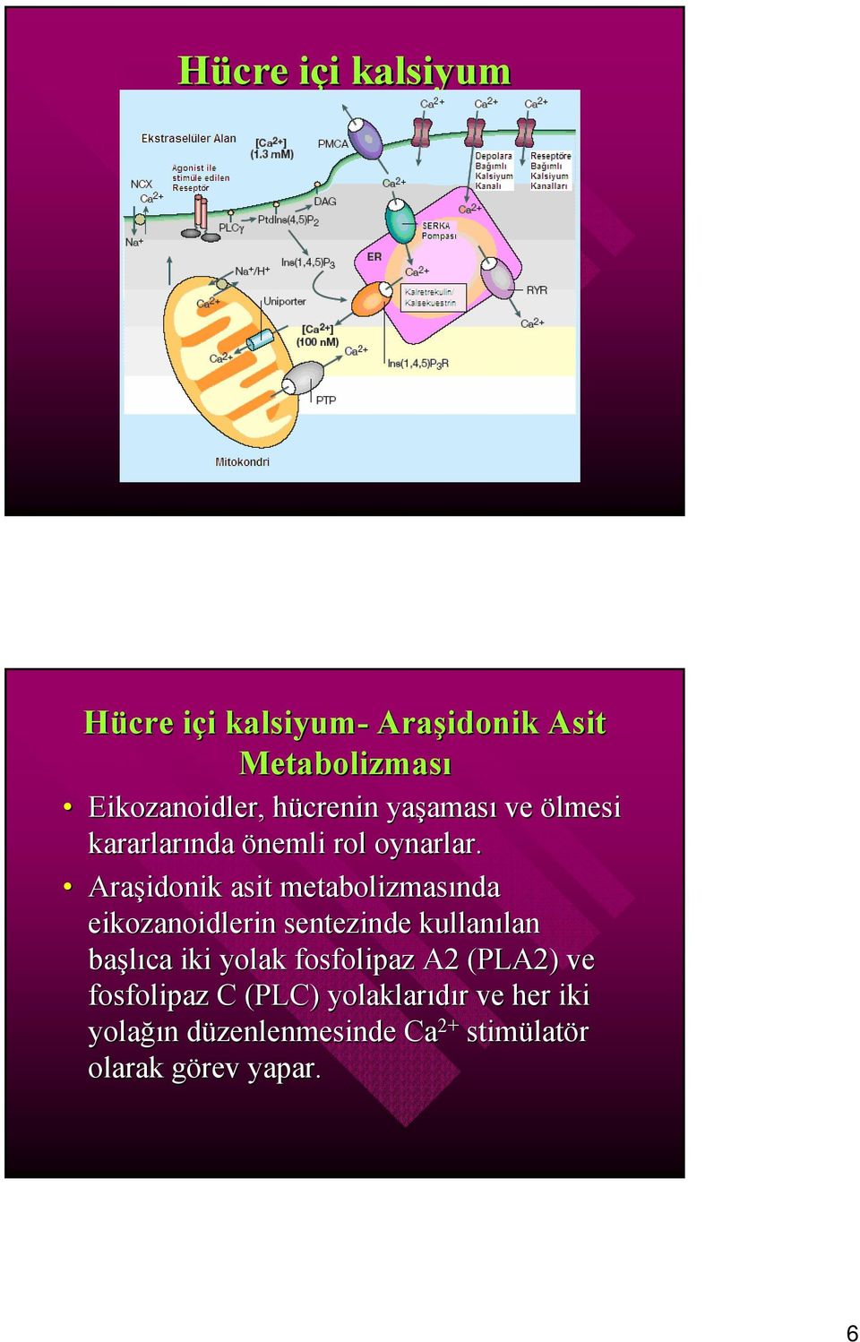 Araşidonik asit metabolizmasında eikozanoidlerin sentezinde kullanılan başlıca iki yolak