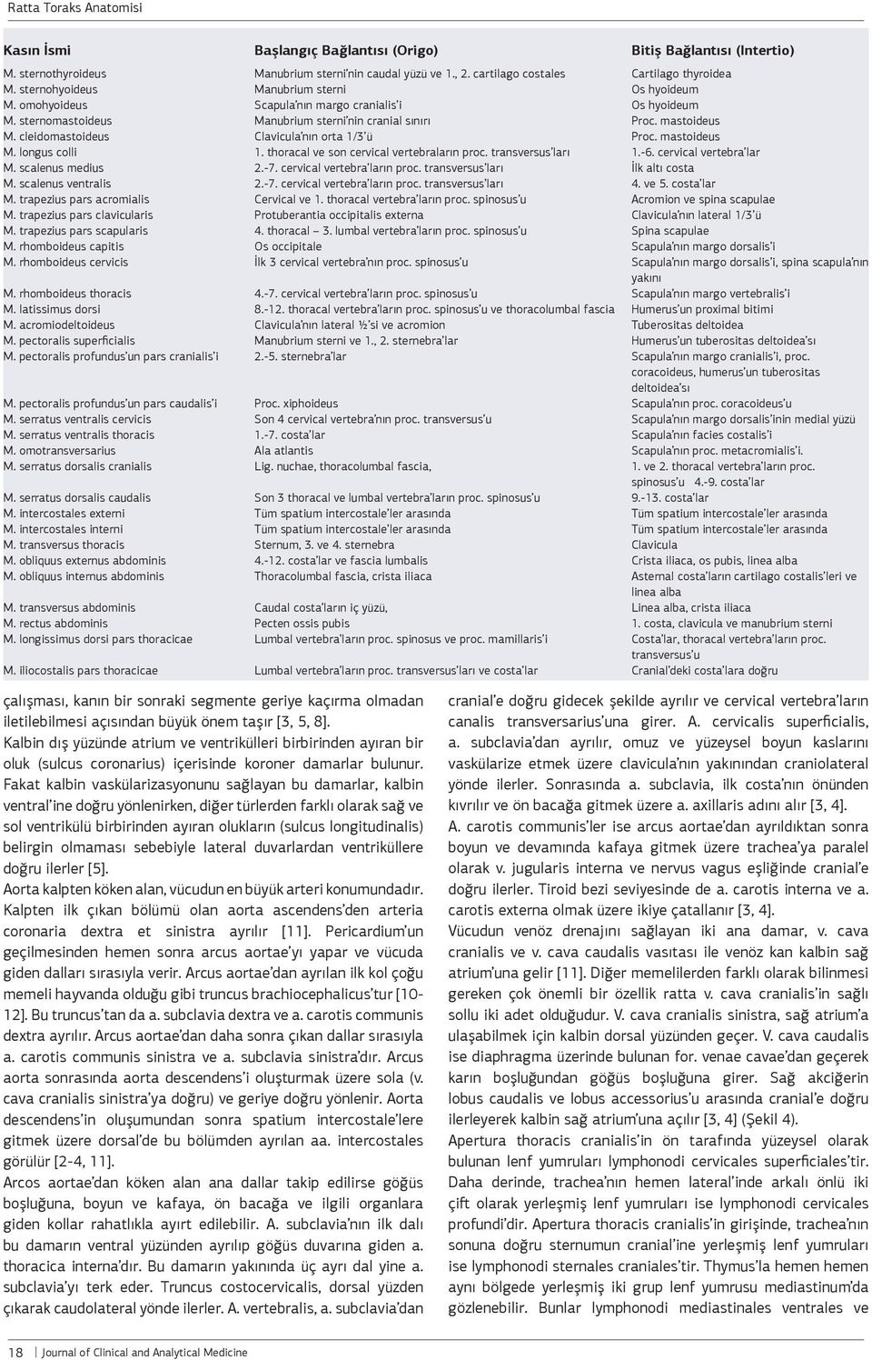 cleidomastoideus Clavicula nın orta 1/3 ü Proc. mastoideus M. longus colli 1. thoracal ve son cervical vertebraların proc. transversus ları 1.-6. cervical vertebra lar M. scalenus medius 2.-7.