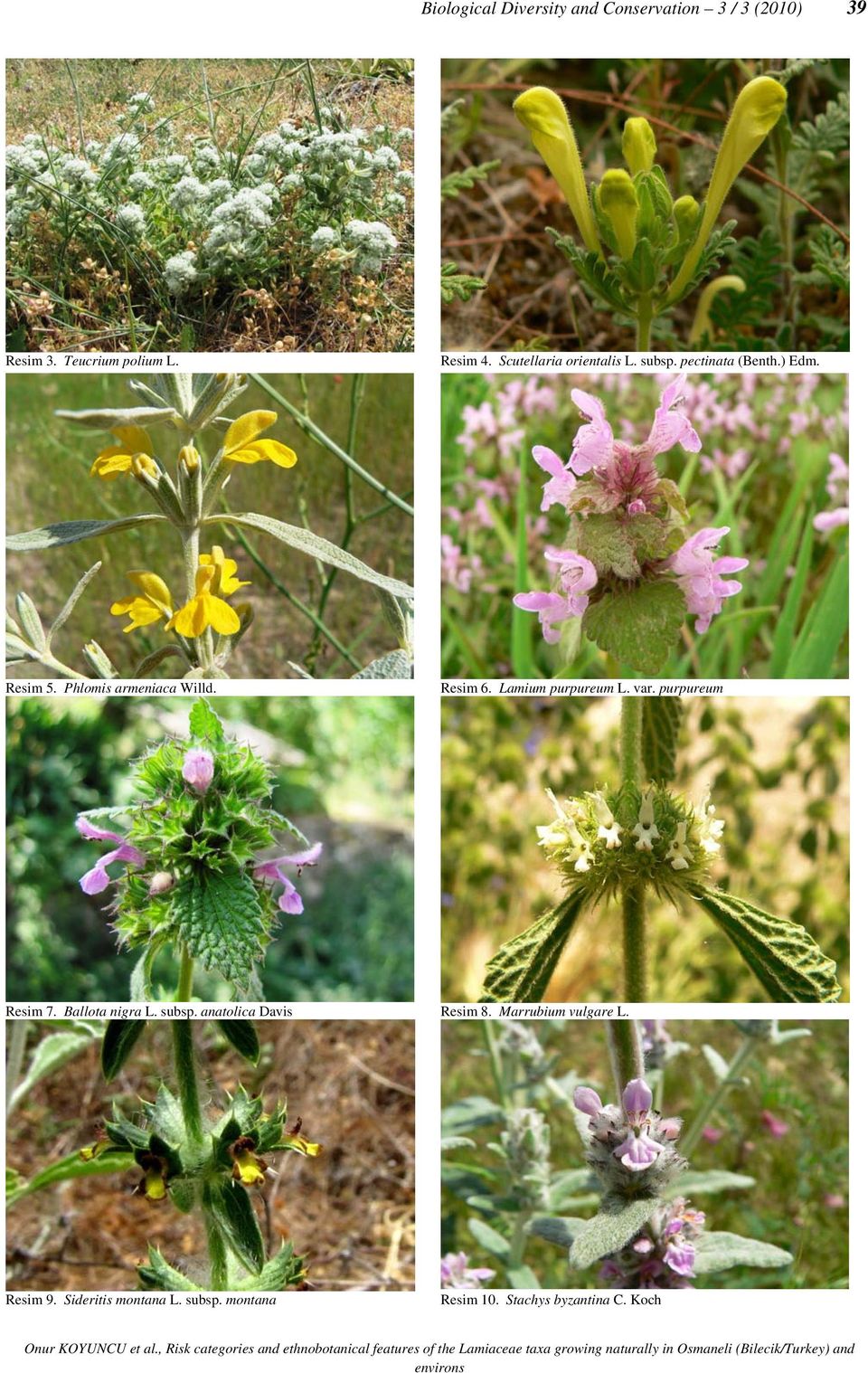 Resim 6. Lamium purpureum L. var. purpureum Resim 7. Ballota nigra L. subsp.