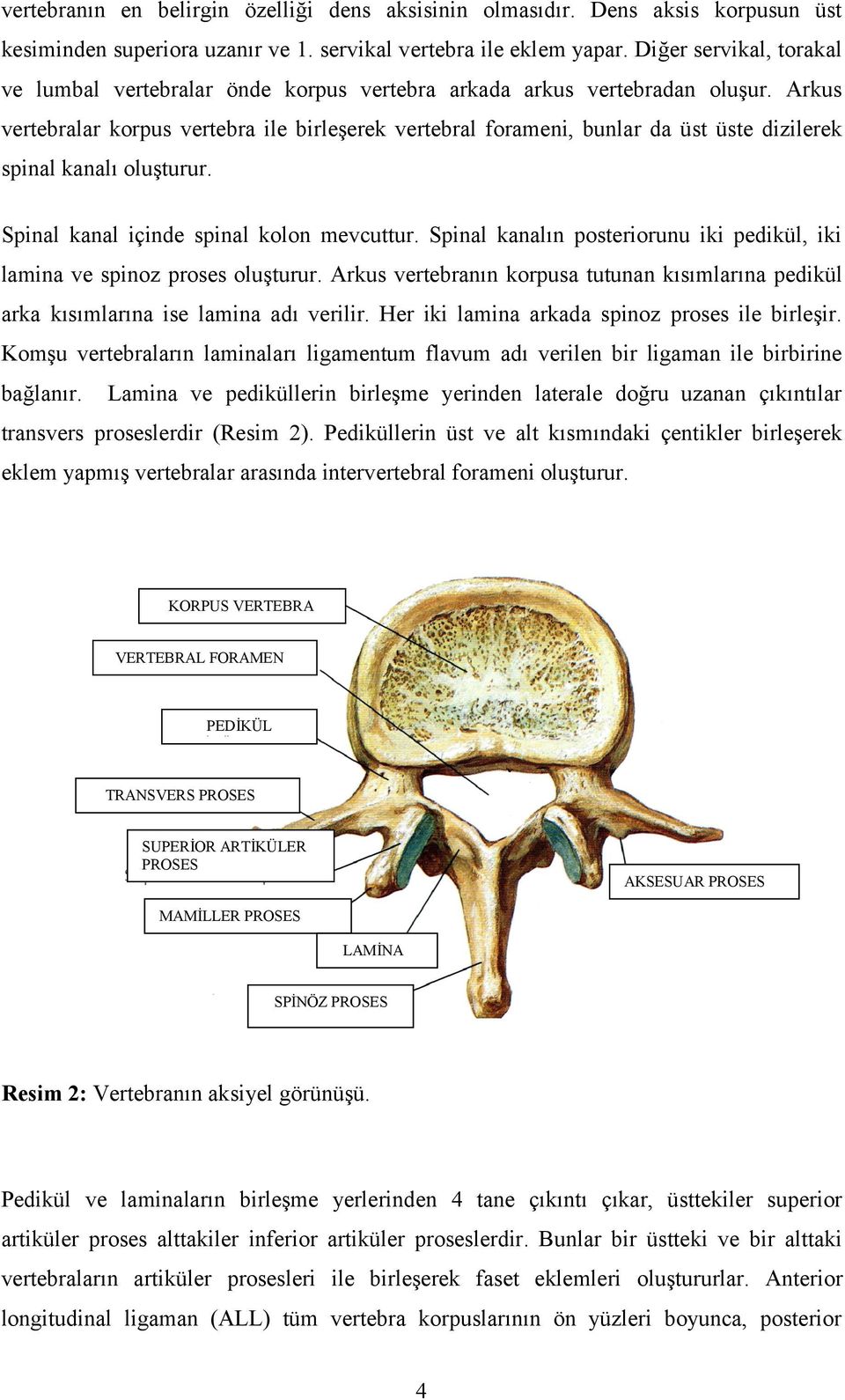 Arkus vertebralar korpus vertebra ile birleşerek vertebral forameni, bunlar da üst üste dizilerek spinal kanalı oluşturur. Spinal kanal içinde spinal kolon mevcuttur.