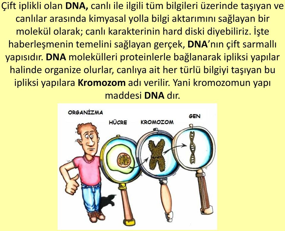 İşte haberleşmenin temelini sağlayan gerçek, DNA nın çift sarmallı yapısıdır.