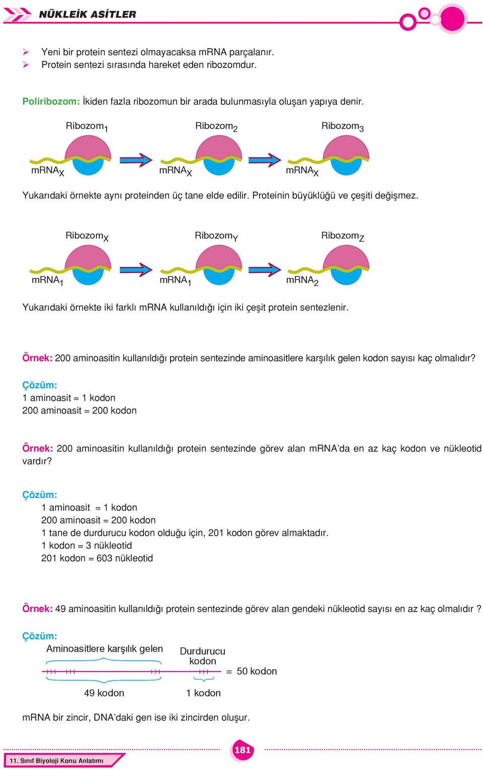 Proteinin büyüklüğü ve çeşiti değişmez. Ribozom X Ribozom Y Ribozom Z mrn 1 mrn 1 mrn 2 Yukarıdaki Ribozom örnekte 1 iki farklı mrn kullanıldığı Ribozom için 2 iki çeşit protein sentezlenir.