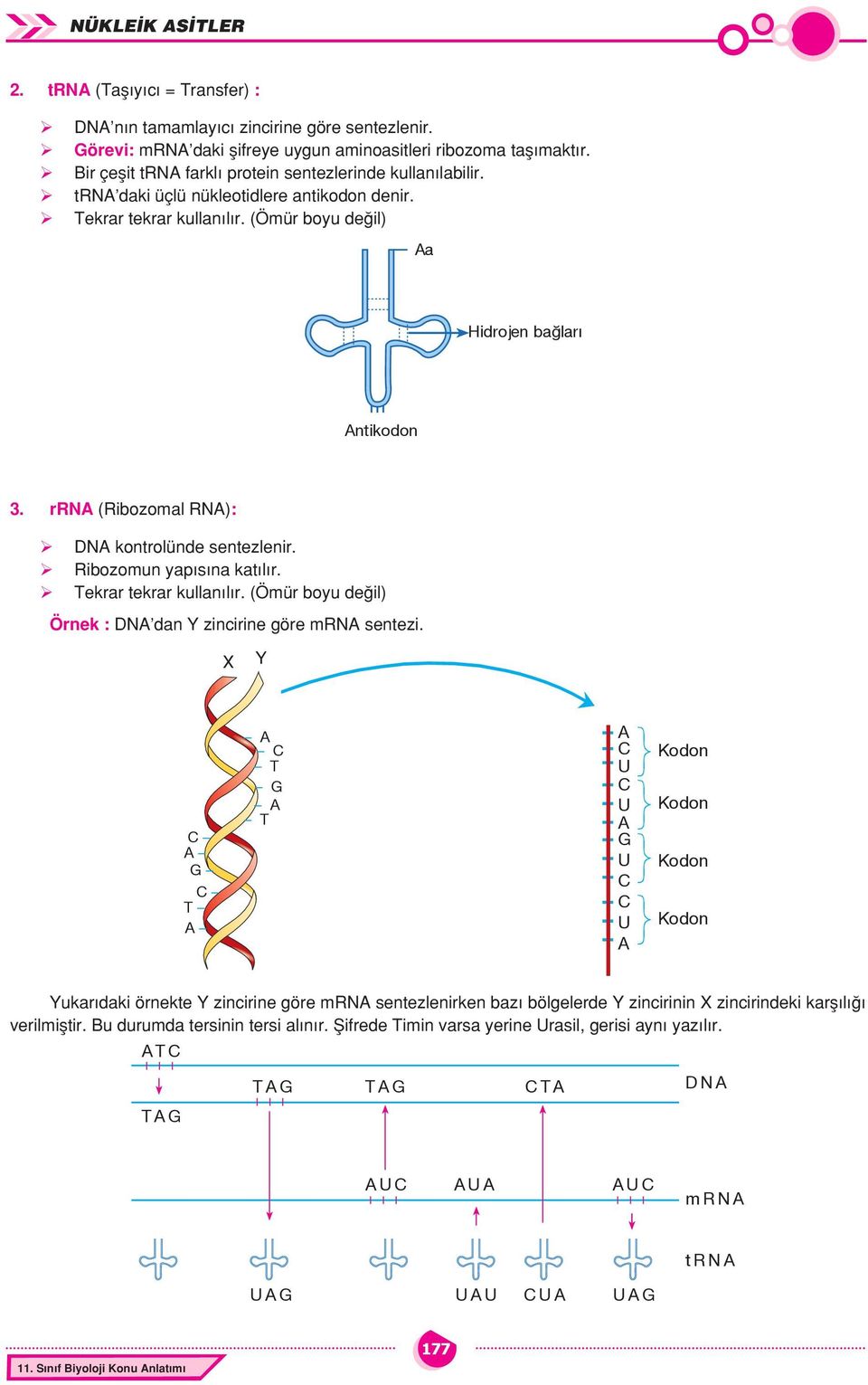 rrn (Ribozomal RN): DN kontrolünde sentezlenir. Ribozomun yapısına katılır. Tekrar tekrar kullanılır. (Ömür boyu değil) Örnek : DN dan Y zincirine göre mrn sentezi.