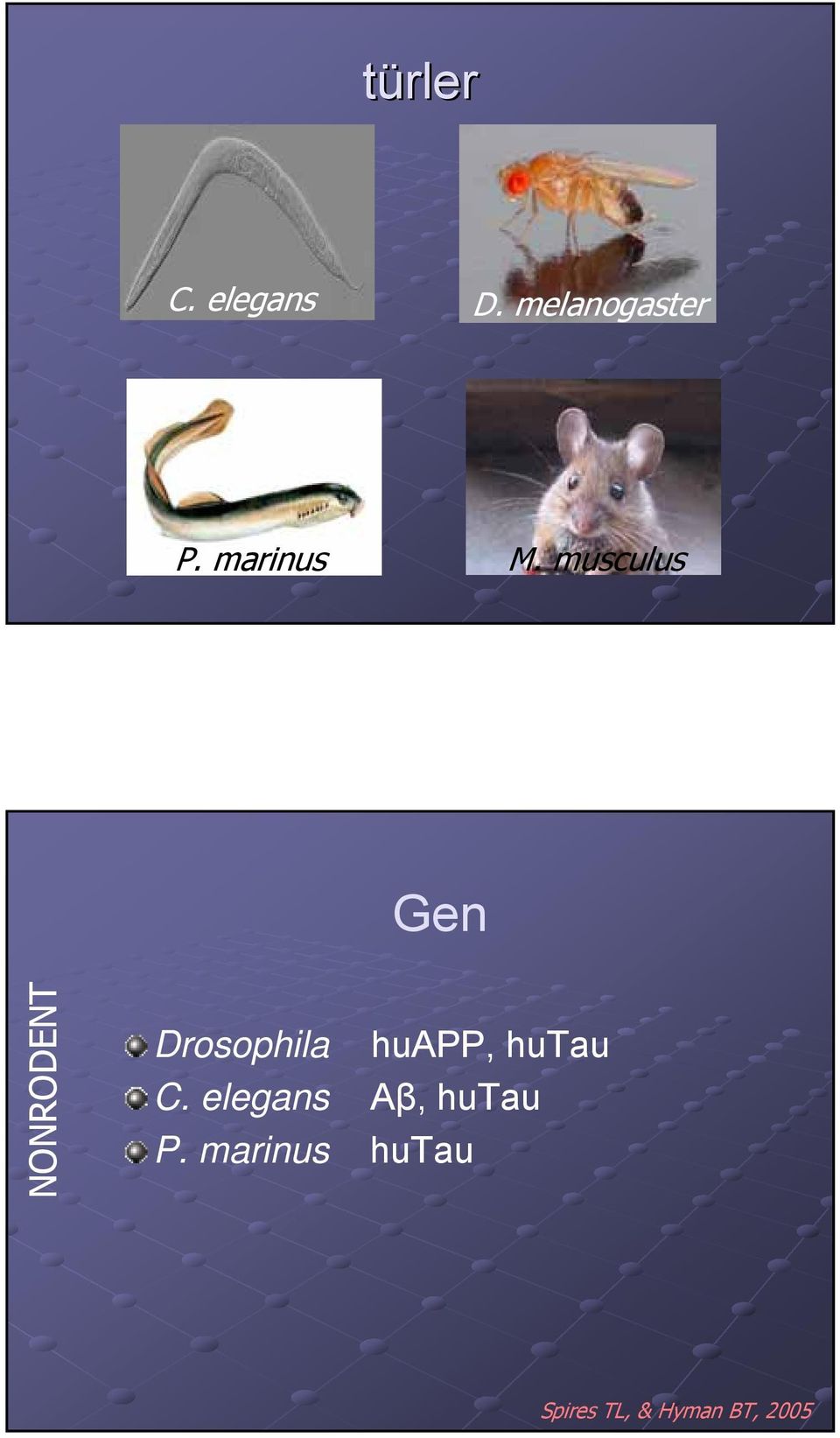 musculus Gen NONRODENT Drosophila