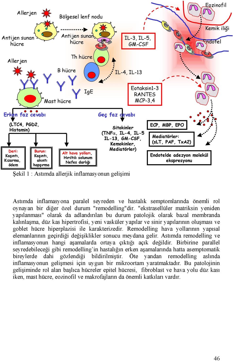 IL-13, GM-CSF, Kemokinler, Mediatörler) Şekil 1 : Astımda allerjik inflamasyonun gelişimi ECP, MBP, EPO Mediatörler: (slt, PAF, TxA2) Endotelde adezyon molekül ekspresyonu Astımda inflamasyona