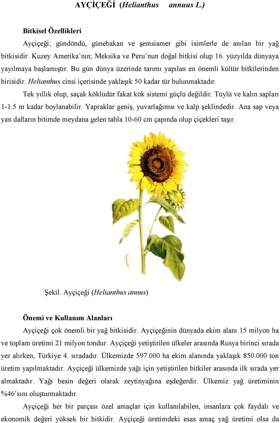 Helianthus cinsi içerisinde yaklaşık 50 kadar tür bulunmaktadır. Tek yıllık olup, saçak köklüdür fakat kök sistemi güçlü değildir. Tüylü ve kalın sapları 1-1.5 m kadar boylanabilir.