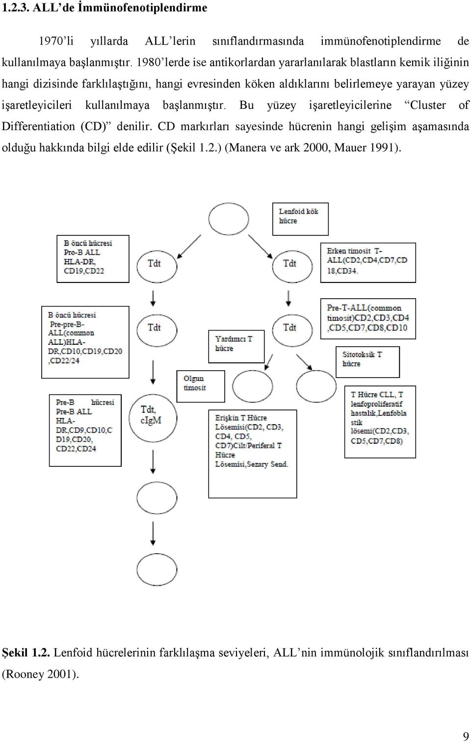 işaretleyicileri kullanılmaya başlanmıştır. Bu yüzey işaretleyicilerine Cluster of Differentiation (CD) denilir.