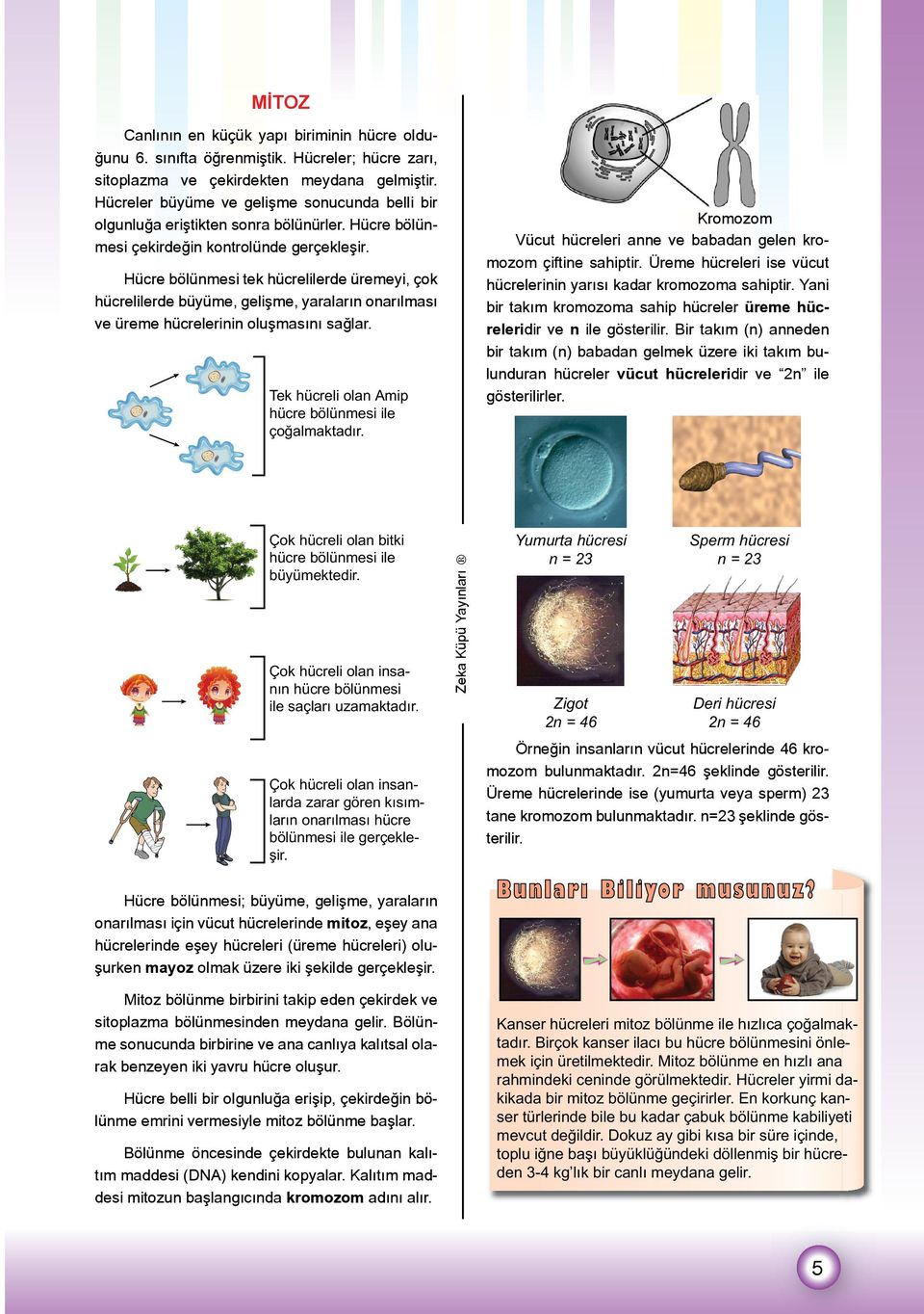 Kromozom Vücut hücreleri anne ve babadan gelen kromozom çiftine sahiptir. Üreme hücreleri ise vücut hücrelerinin yarısı kadar kromozoma sahiptir.