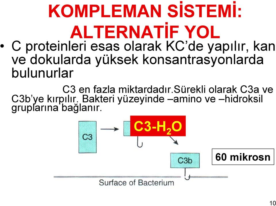 en fazla miktardadır.sürekli olarak C3a ve C3b ye kırpılır.