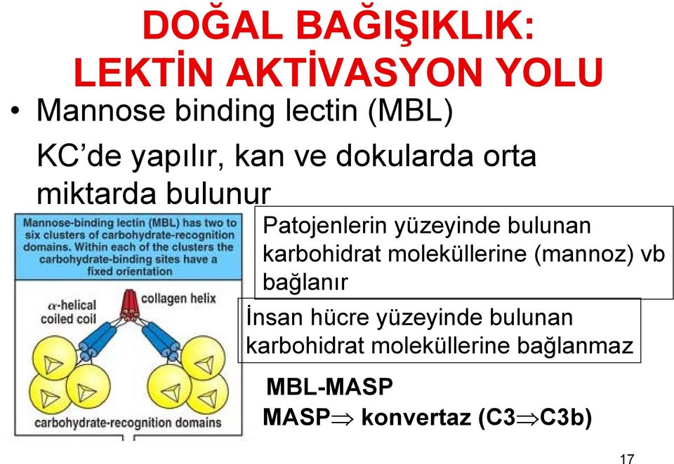 karbohidrat moleküllerine (mannoz) vb bağlanır İnsan hücre yüzeyinde