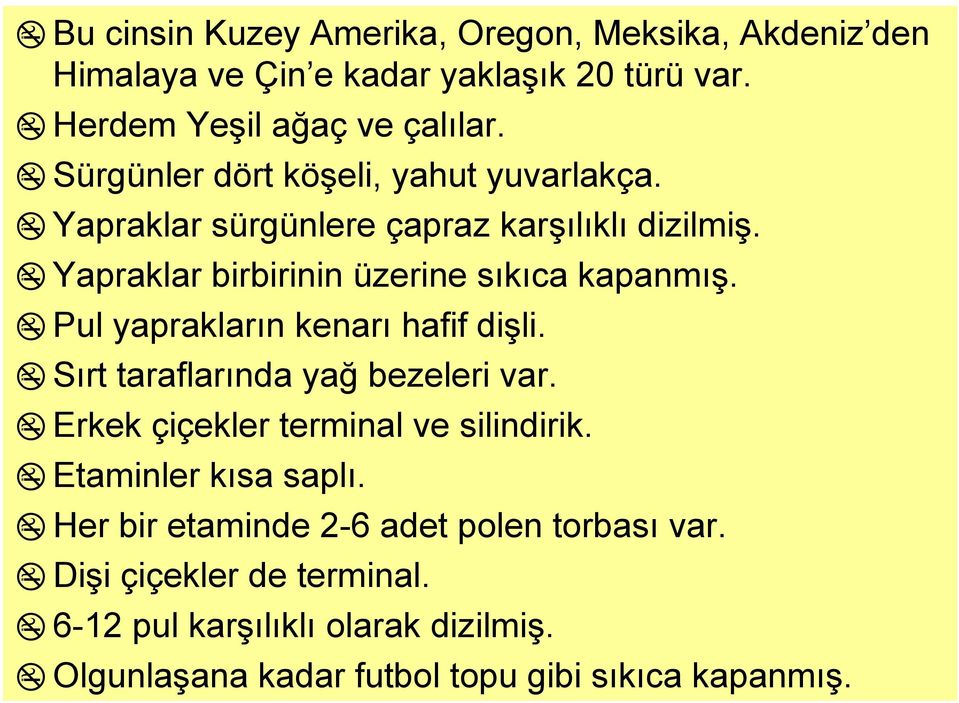 Pul yaprakların kenarı hafif dişli. Sırt taraflarında yağ bezeleri var. Erkek çiçekler terminal ve silindirik. Etaminler kısa saplı.