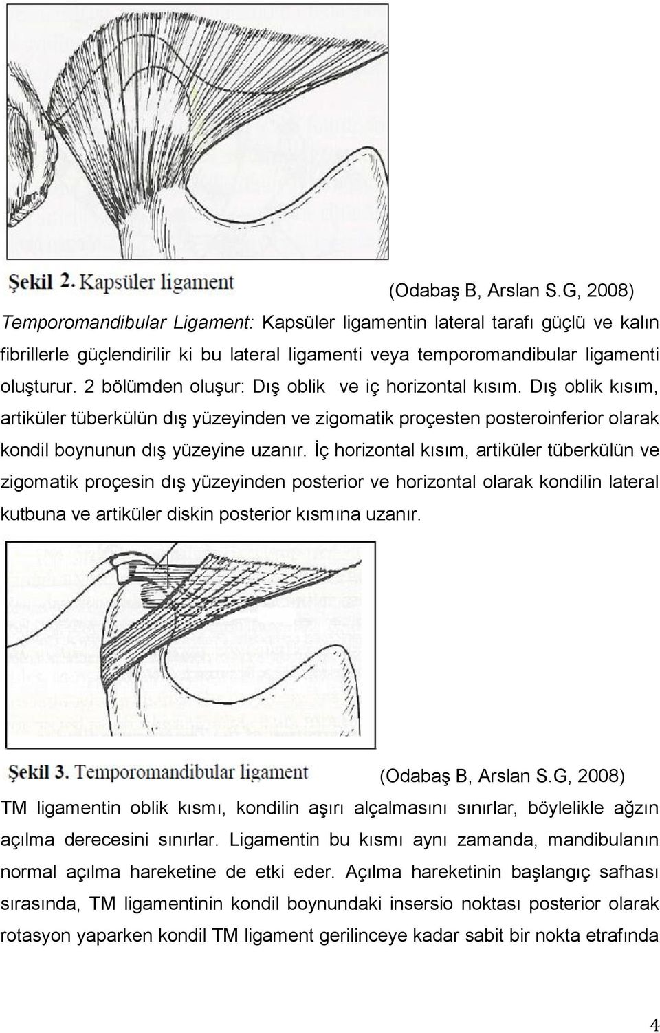 Ġç horizontal kısım, artiküler tüberkülün ve zigomatik proçesin dıģ yüzeyinden posterior ve horizontal olarak kondilin lateral kutbuna ve artiküler diskin posterior kısmına uzanır.