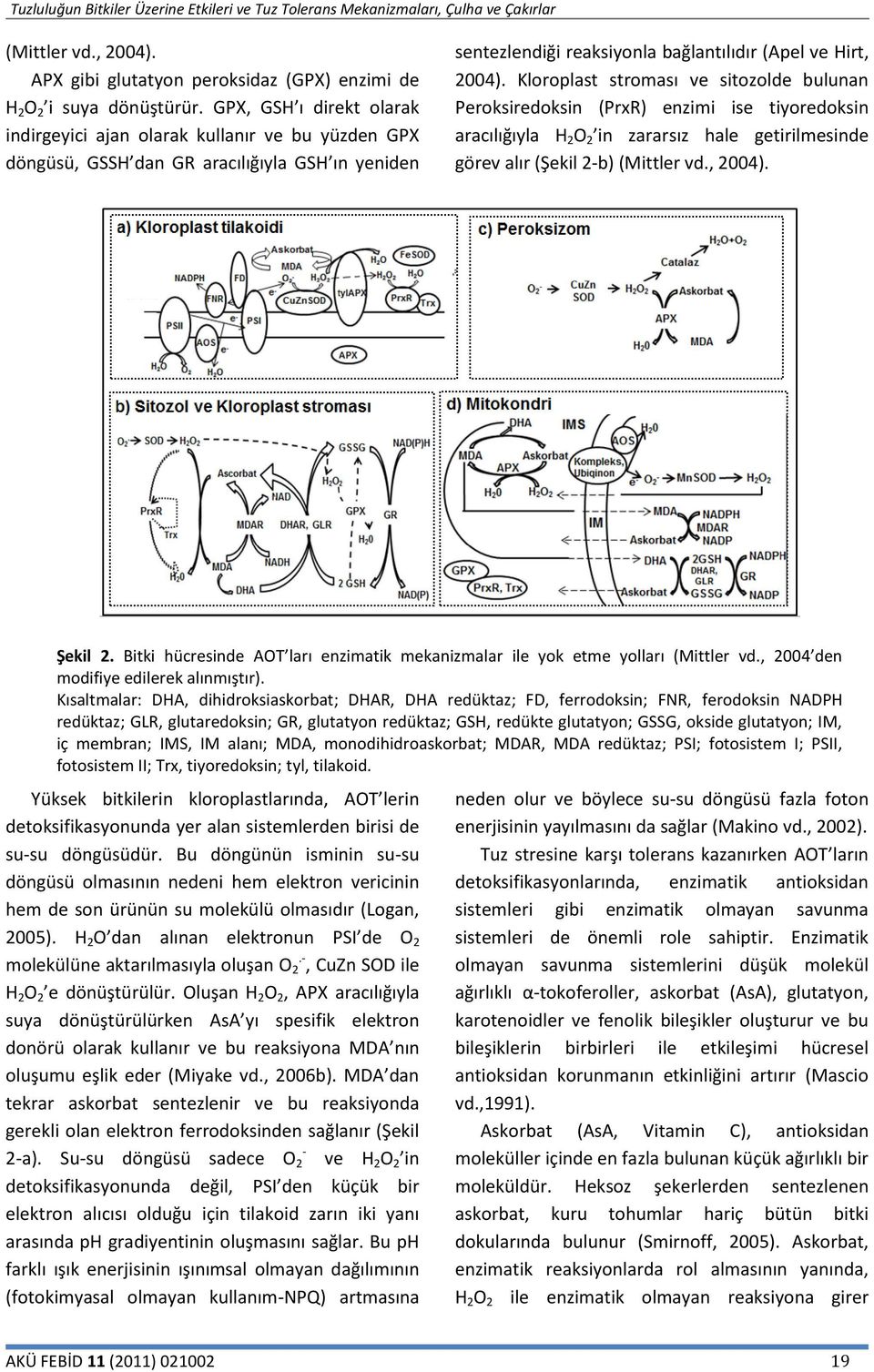 Kloroplast stroması ve sitozolde bulunan Peroksiredoksin (PrxR) enzimi ise tiyoredoksin aracılığıyla H 2 O 2 in zararsız hale getirilmesinde görev alır (Şekil 2-b) (Mittler vd., 2004). Şekil 2.