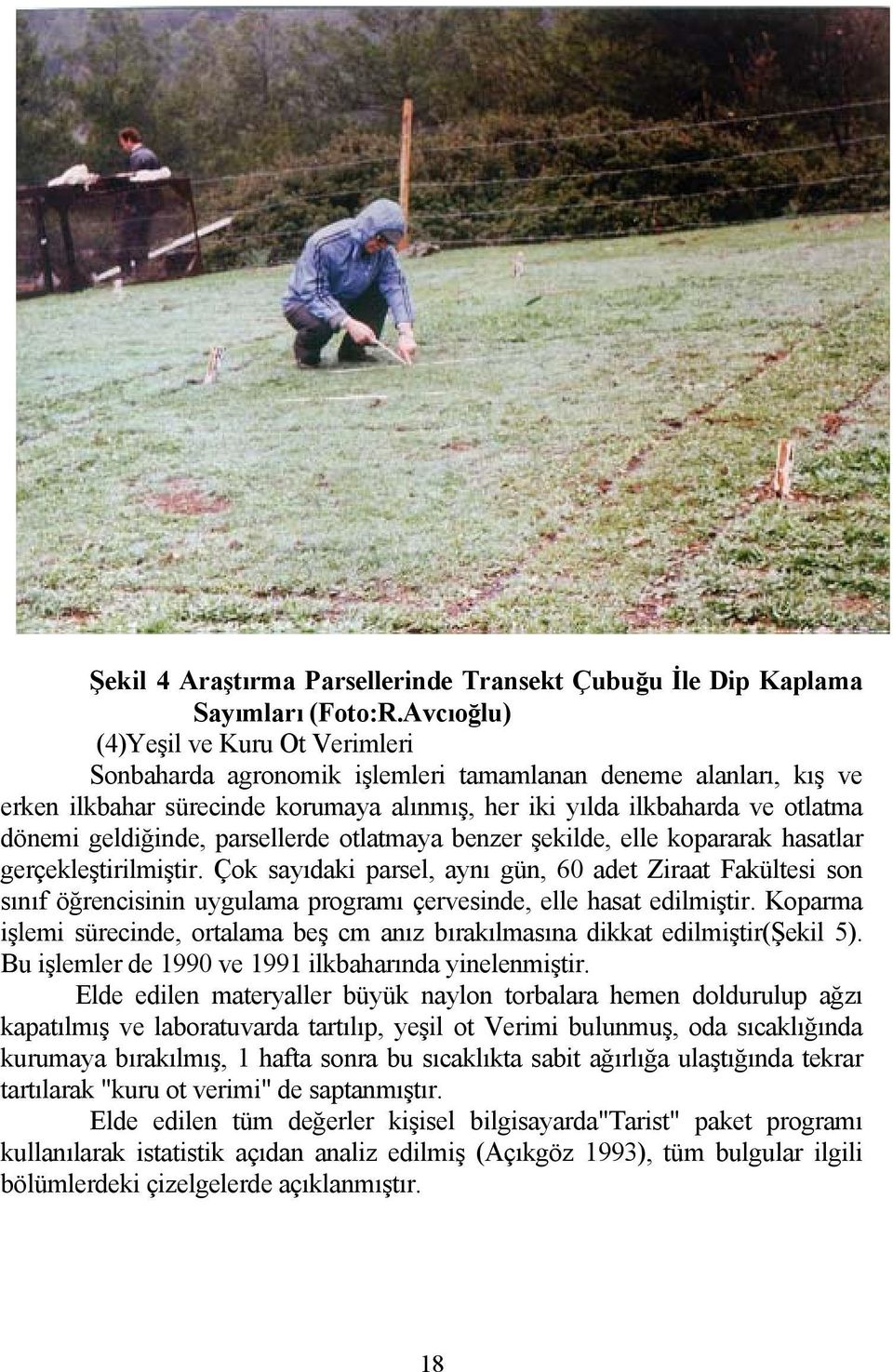 geldiğinde, parsellerde otlatmaya benzer şekilde, elle kopararak hasatlar gerçekleştirilmiştir.