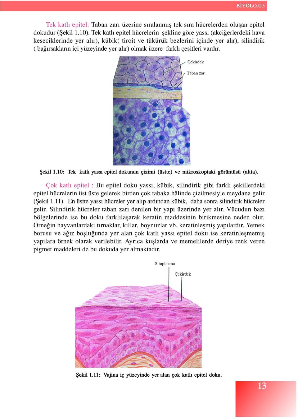 olmak üzere farkl çeflitleri vard r. fiekil 1.10: Tek katl yass epitel dokunun çizimi (üstte) ve mikroskoptaki görüntüsü (altta).