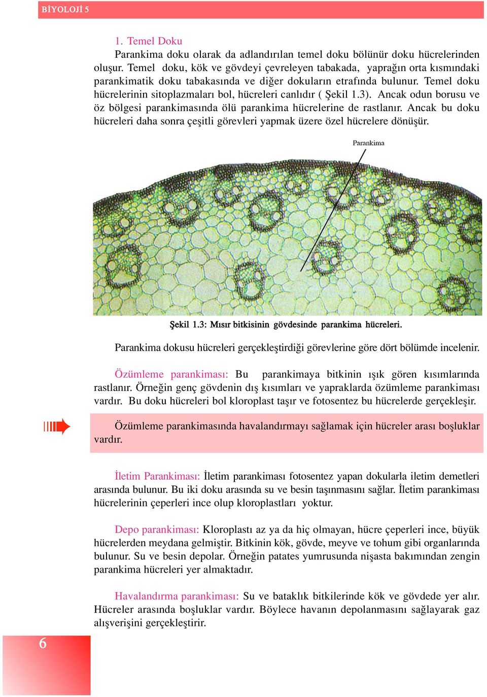 Temel doku hücrelerinin sitoplazmalar bol, hücreleri canl d r ( fiekil 1.3). Ancak odun borusu ve öz bölgesi parankimas nda ölü parankima hücrelerine de rastlan r.
