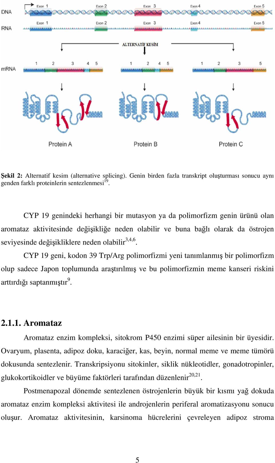 3,4,6. CYP 19 geni, kodon 39 Trp/Arg polimorfizmi yeni tanımlanmış bir polimorfizm olup sadece Japon toplumunda araştırılmış ve bu polimorfizmin meme kanseri riskini arttırdığı saptanmıştır 9. 2.1.1. Aromataz Aromataz enzim kompleksi, sitokrom P450 enzimi süper ailesinin bir üyesidir.