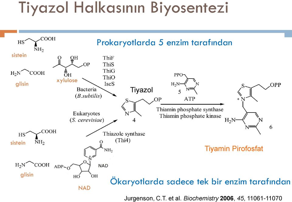 Pirofosfat glisin NAD Ökaryotlarda sadece tek bir enzim