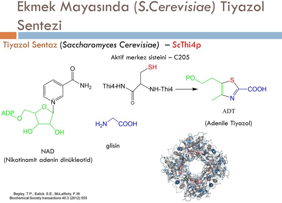 ScThi4p Aktif merkez sisteini C205 (Adenile Tiyazol) NAD (Nikotinamit