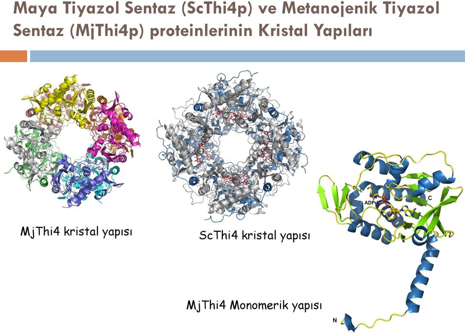 proteinlerinin Kristal Yapıları MjThi4