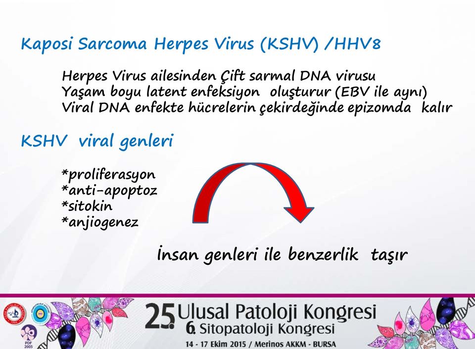 Viral DNA enfekte hücrelerin çekirdeğinde epizomda kalır KSHV viral genleri