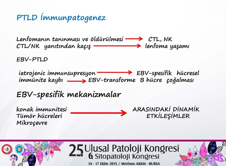 hücresel immünite kaybı EBV-transforme B hücre çoğalması EBV-spesifik