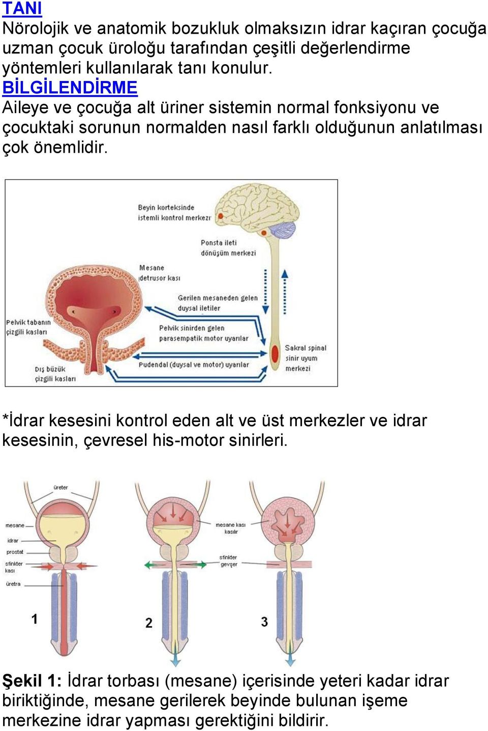 BİLGİLENDİRME Aileye ve çocuğa alt üriner sistemin normal fonksiyonu ve çocuktaki sorunun normalden nasıl farklı olduğunun anlatılması çok