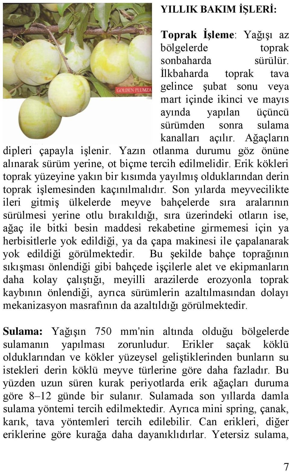 Yazın otlanma durumu göz önüne alınarak sürüm yerine, ot biçme tercih edilmelidir. Erik kökleri toprak yüzeyine yakın bir kısımda yayılmış olduklarından derin toprak işlemesinden kaçınılmalıdır.